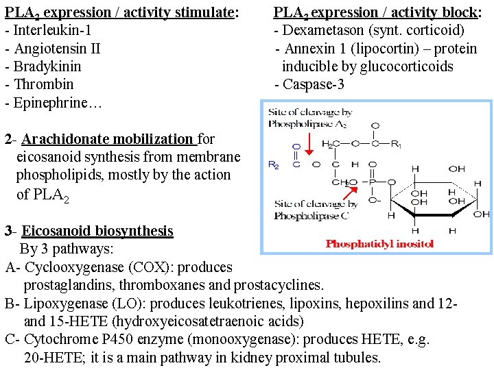 PLA 2 expression / activity stimulate: - Interleukin-1 - Angiotensin II - Bradykinin -