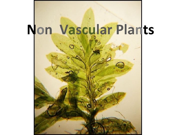 Non Vascular Plants 