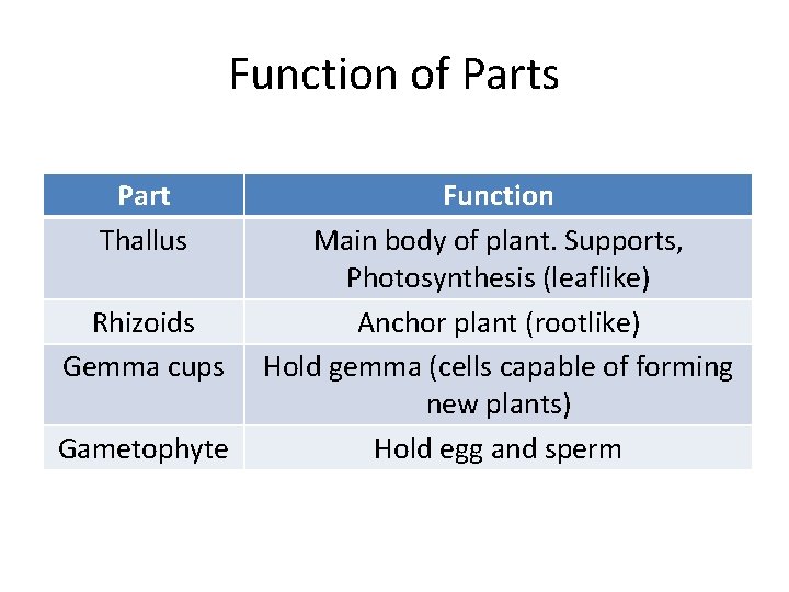 Function of Parts Part Thallus Rhizoids Gemma cups Gametophyte Function Main body of plant.