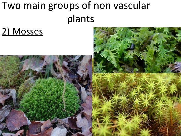 Two main groups of non vascular plants 2) Mosses 