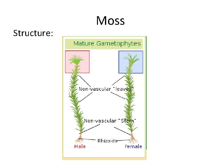 Structure: Moss 