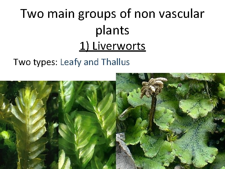 Two main groups of non vascular plants 1) Liverworts Two types: Leafy and Thallus