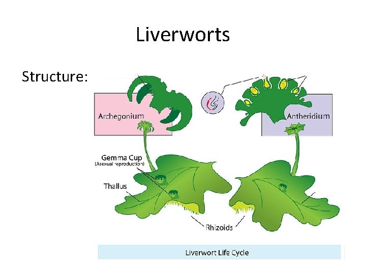 Liverworts Structure: 