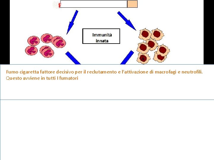 Fumo cigaretta fattore decisivo per il reclutamento e l’attivazione di macrofagi e neutrofili. Questo