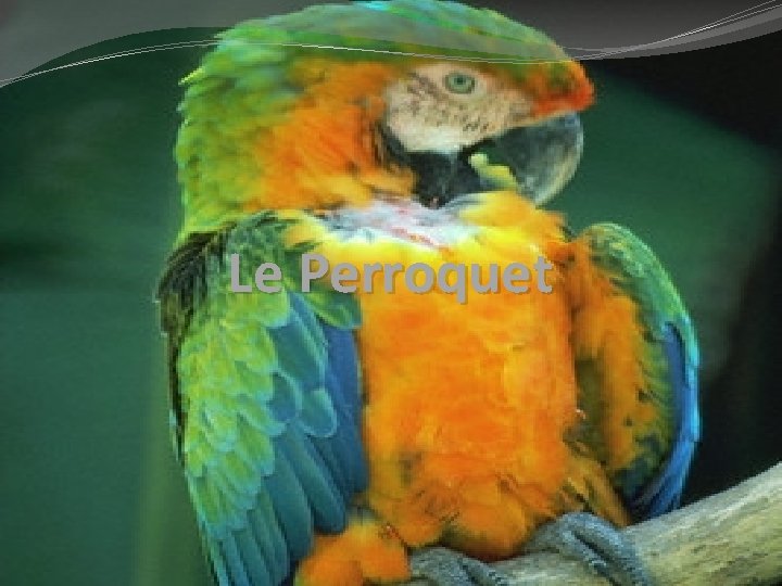 le-perroquet-il-y-a-trois-familles-de