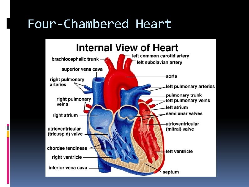 Four-Chambered Heart 