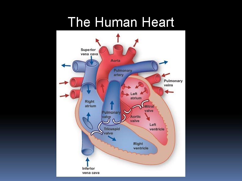 The Human Heart 