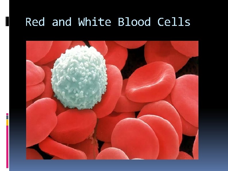 Red and White Blood Cells 