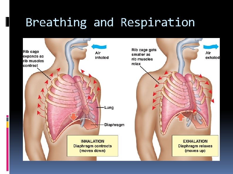 Breathing and Respiration 