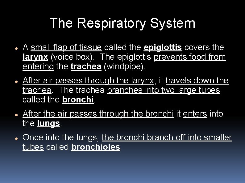 The Respiratory System A small flap of tissue called the epiglottis covers the larynx