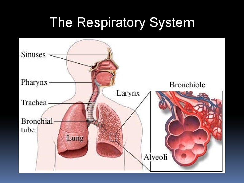 The Respiratory System 