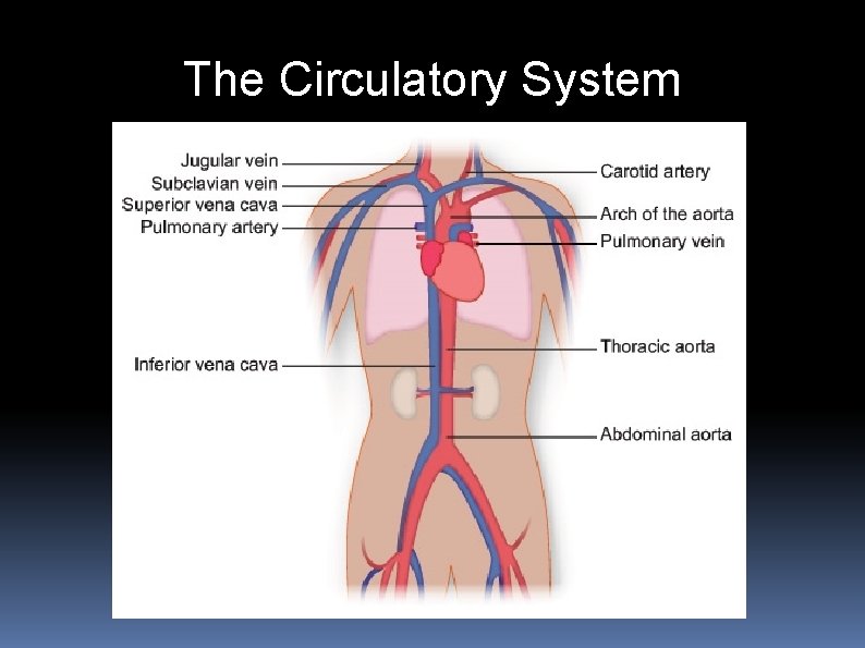 The Circulatory System 