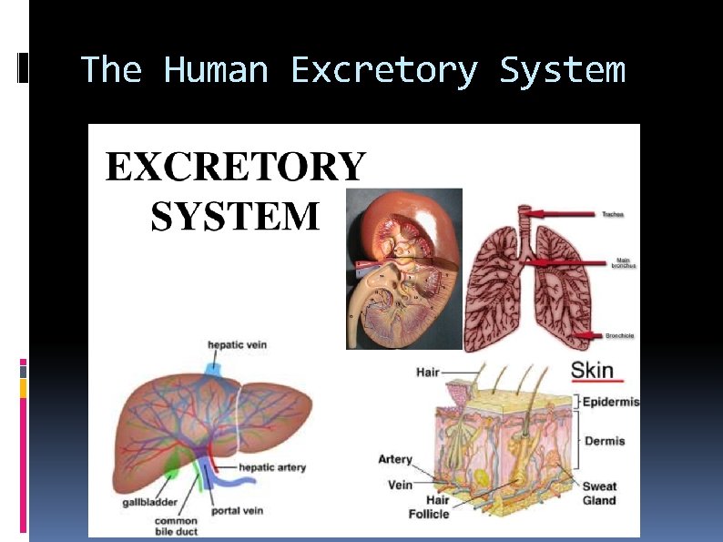 The Human Excretory System 