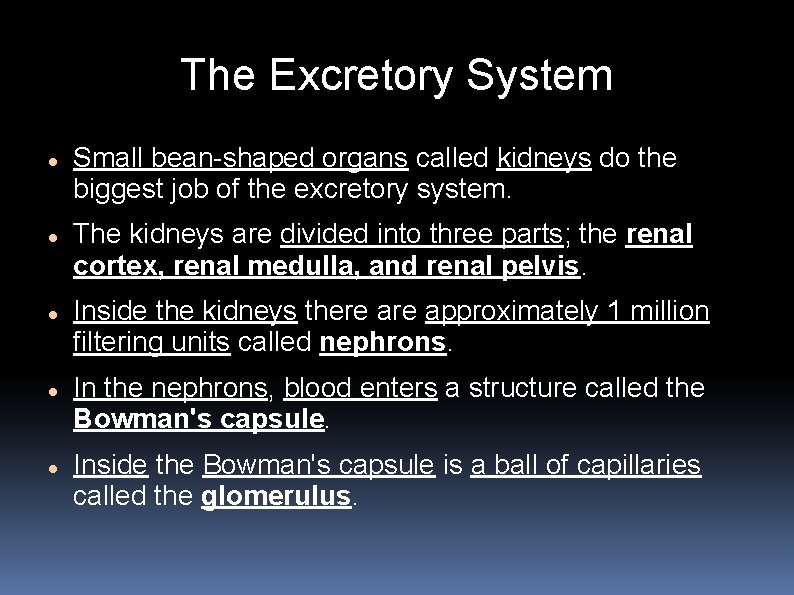 The Excretory System Small bean-shaped organs called kidneys do the biggest job of the