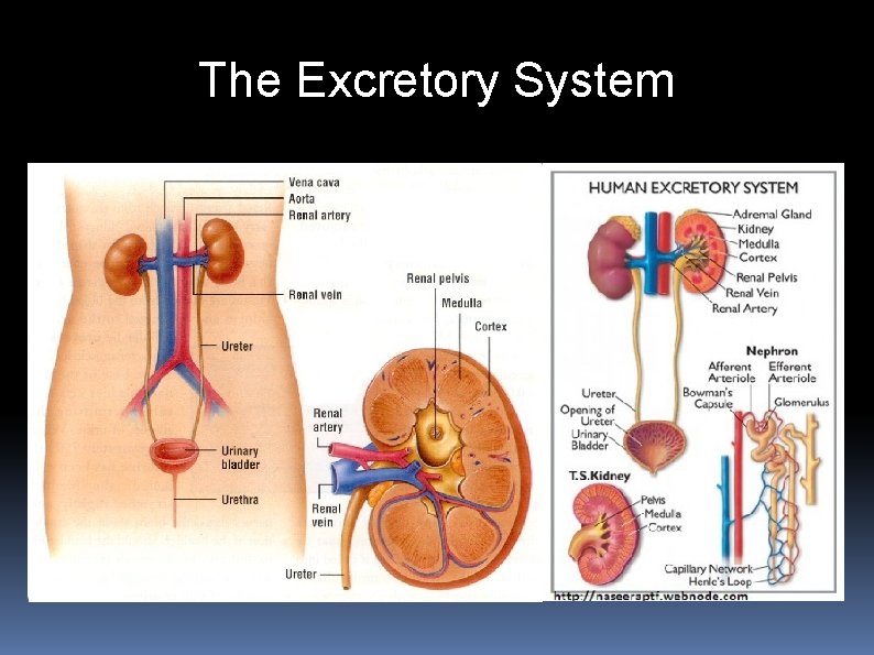 The Excretory System 