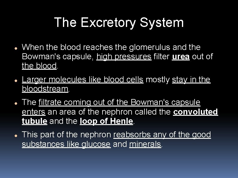 The Excretory System When the blood reaches the glomerulus and the Bowman's capsule, high