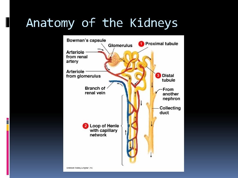 Anatomy of the Kidneys 