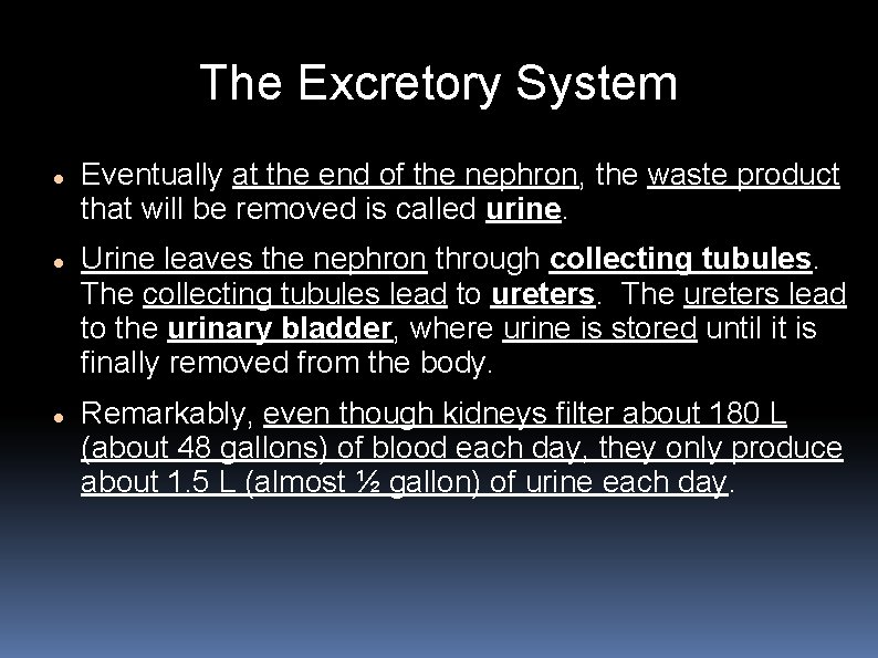 The Excretory System Eventually at the end of the nephron, the waste product that