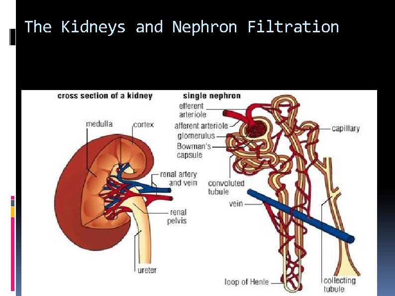 The Kidneys and Nephron Filtration 