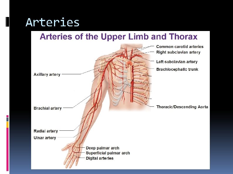 Arteries 