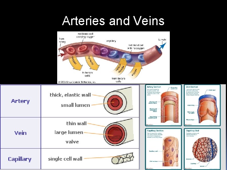 Arteries and Veins 