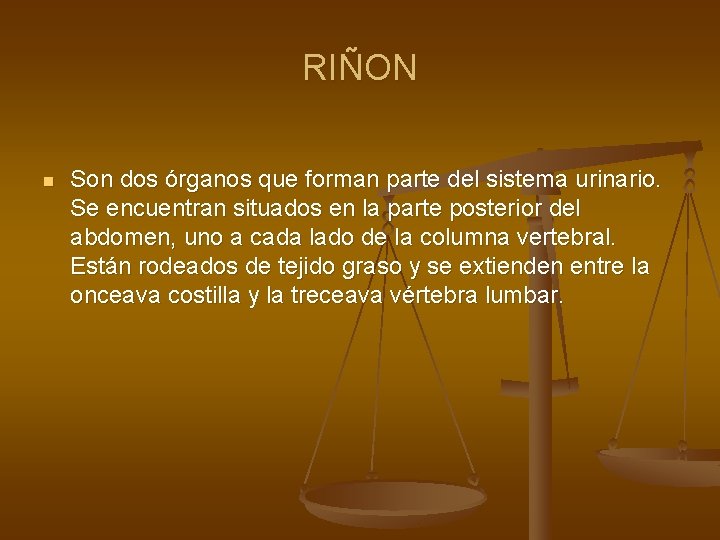 RIÑON n Son dos órganos que forman parte del sistema urinario. Se encuentran situados