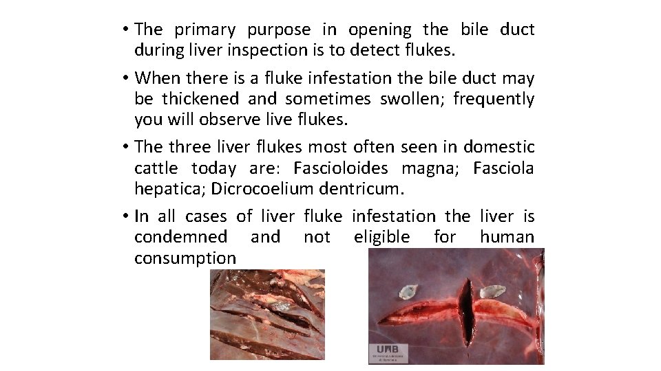  • The primary purpose in opening the bile duct during liver inspection is