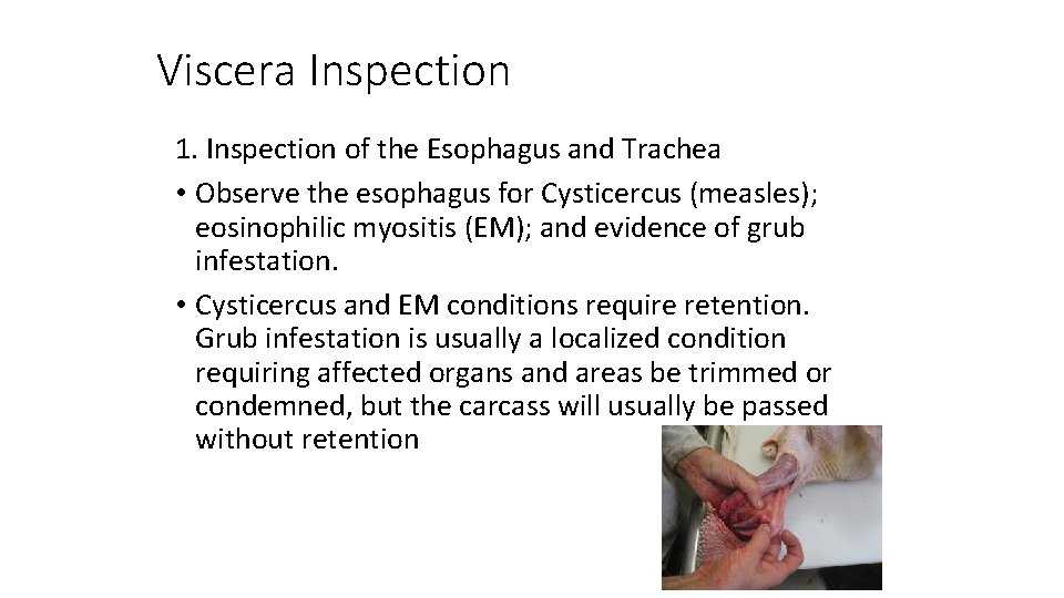 Viscera Inspection 1. Inspection of the Esophagus and Trachea • Observe the esophagus for