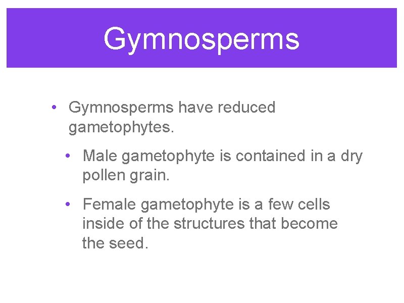 Gymnosperms • Gymnosperms have reduced gametophytes. • Male gametophyte is contained in a dry