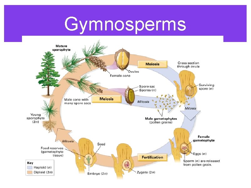 Gymnosperms 