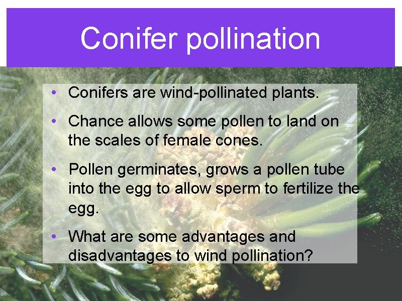 Conifer pollination • Conifers are wind-pollinated plants. • Chance allows some pollen to land Conifer pollination • Conifers are wind-pollinated plants. • Chance allows some pollen to land