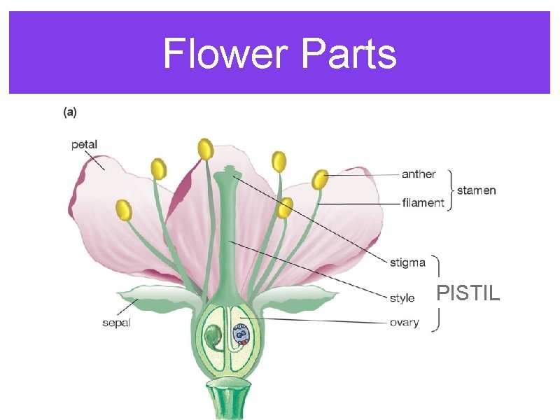 Flower Parts PISTIL Flower Parts PISTIL