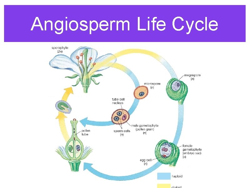 Angiosperm Life Cycle 