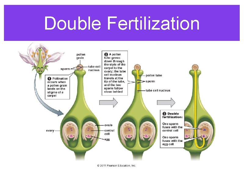 Double Fertilization 