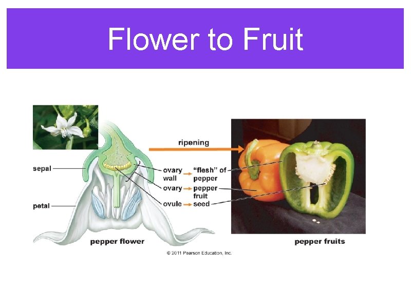 Flower to Fruit 