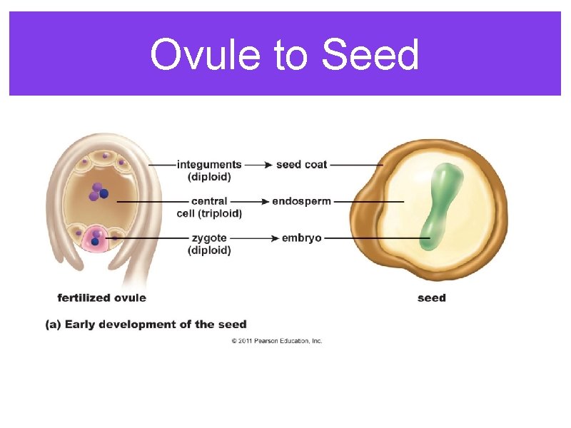 Ovule to Seed 