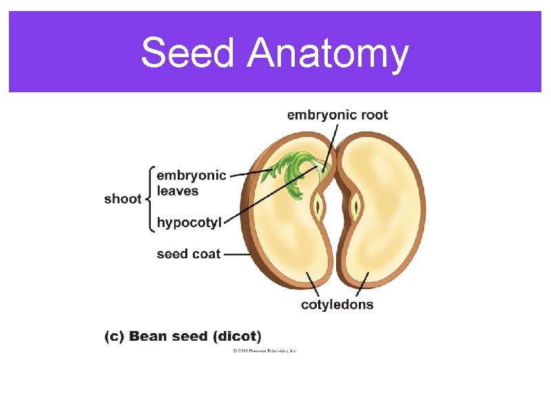 Seed Anatomy Seed Anatomy