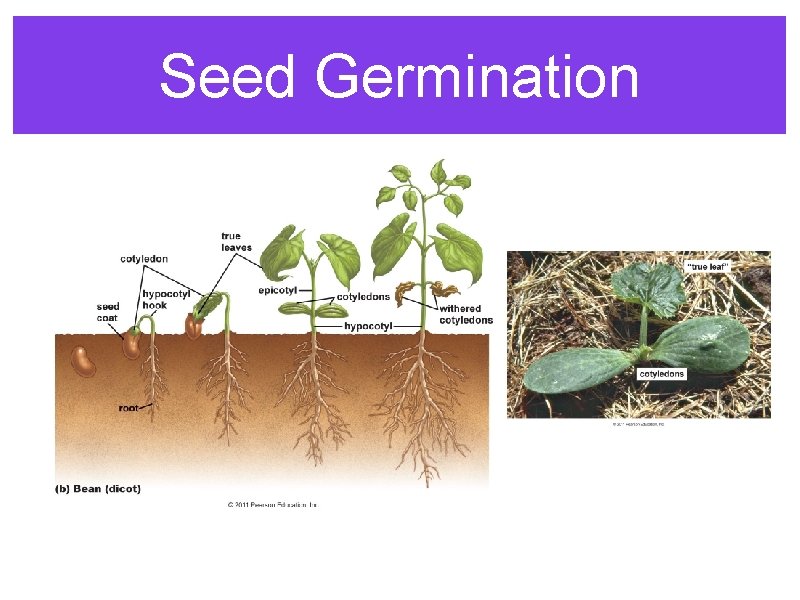 Seed Germination 
