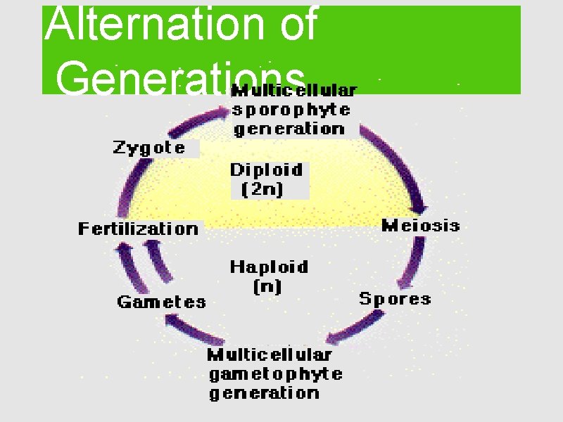 Alternation of Generations 