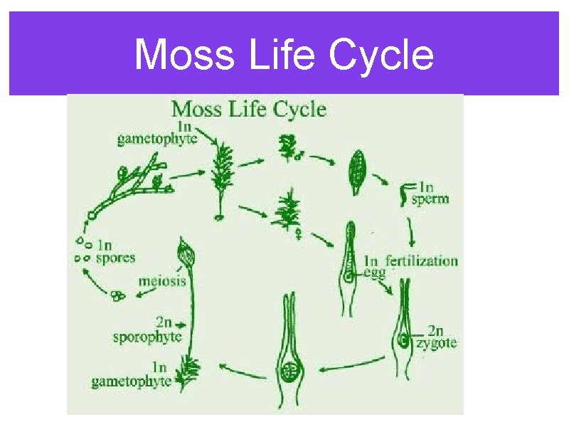 Moss Life Cycle 