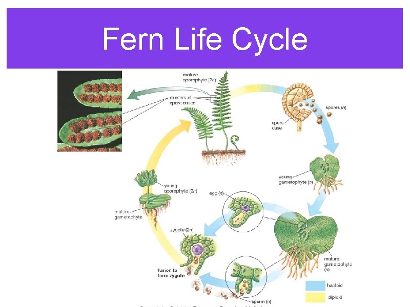 Fern Life Cycle 