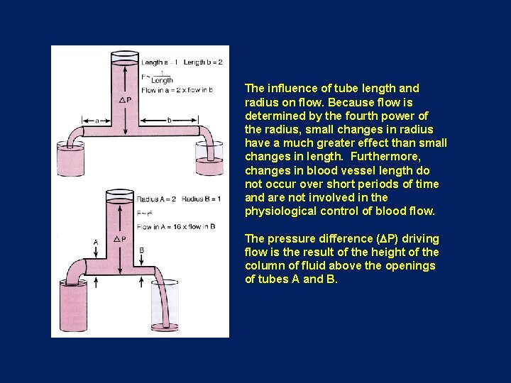 The influence of tube length and radius on flow. Because flow is determined by