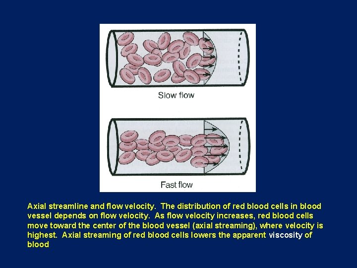 Axial streamline and flow velocity. The distribution of red blood cells in blood vessel
