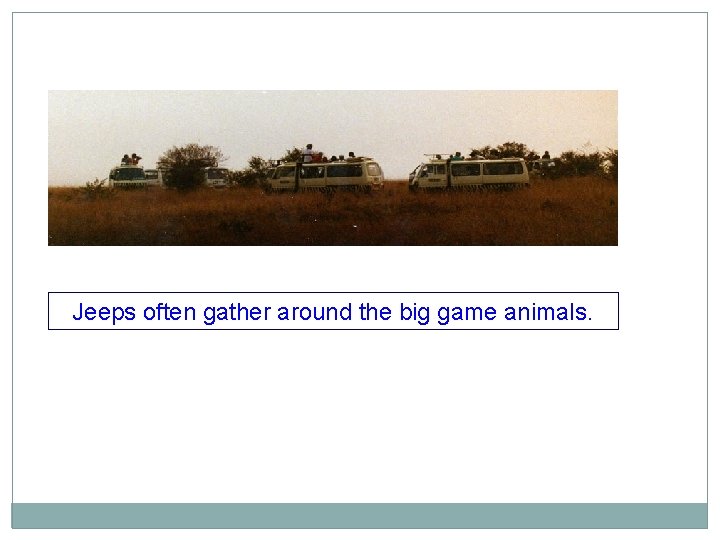 Jeeps often gather around the big game animals. 