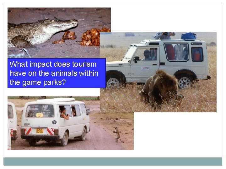 What impact does tourism have on the animals within the game parks? 