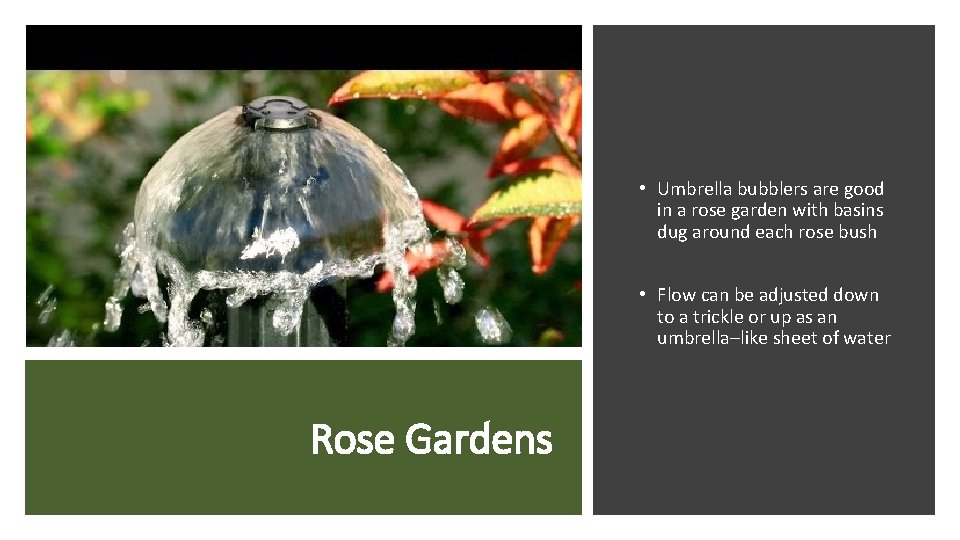  • Umbrella bubblers are good in a rose garden with basins dug around