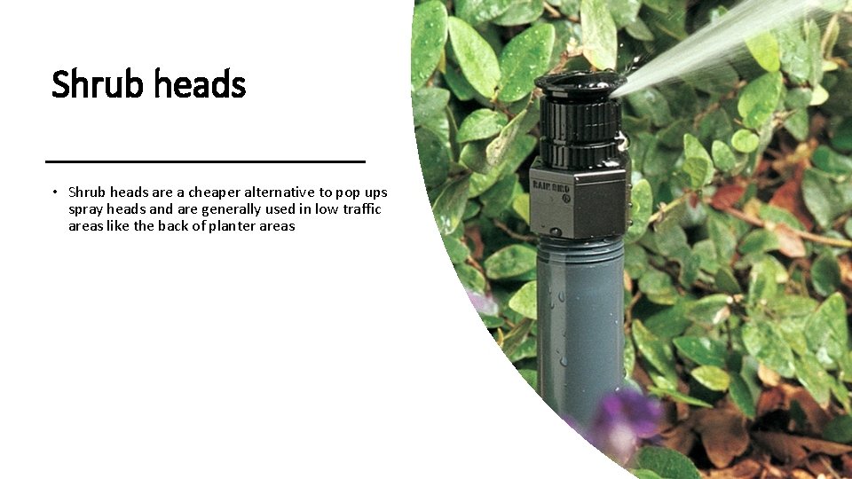 Shrub heads • Shrub heads are a cheaper alternative to pop ups spray heads