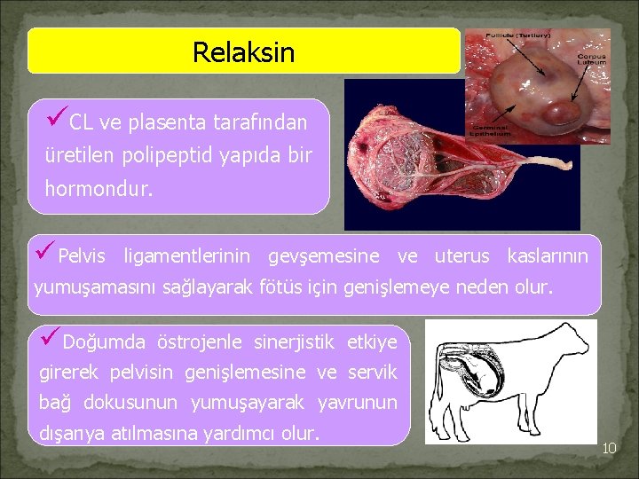 Relaksin üCL ve plasenta tarafından üretilen polipeptid yapıda bir hormondur. üPelvis ligamentlerinin gevşemesine ve