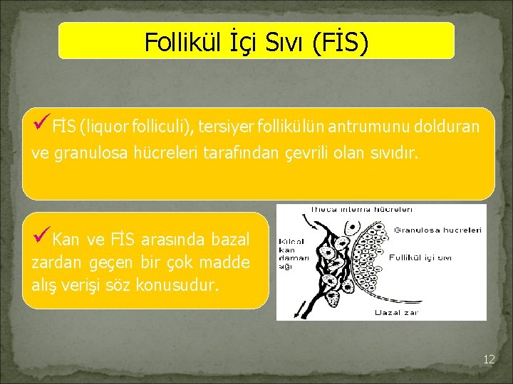 Follikül İçi Sıvı (FİS) üFİS (liquor folliculi), tersiyer follikülün antrumunu dolduran ve granulosa hücreleri