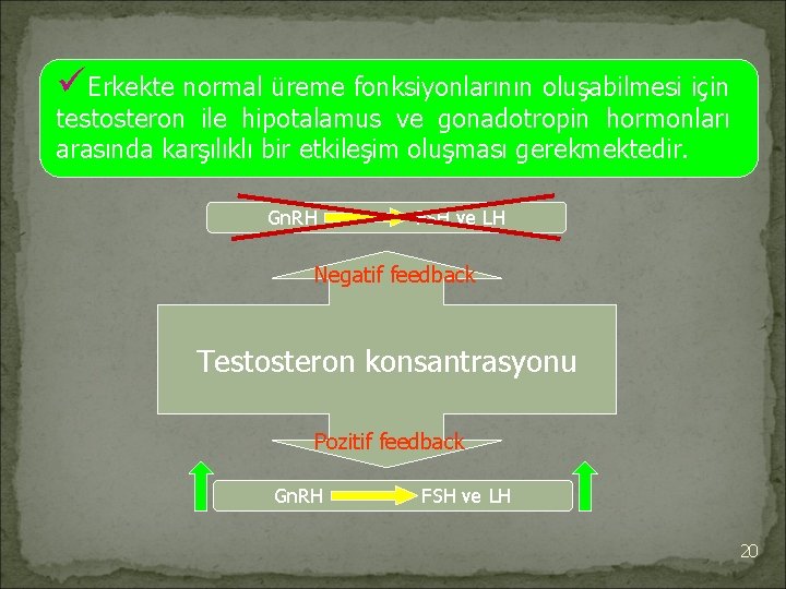 üErkekte normal üreme fonksiyonlarının oluşabilmesi için testosteron ile hipotalamus ve gonadotropin hormonları arasında karşılıklı